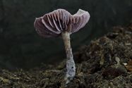 De paddenstoelen zijn er weer (9)