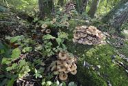 De paddenstoelen zijn er weer (11)
