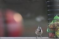 Hongerige vogels op bezoek in de tuin