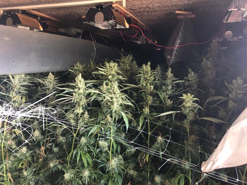 1 aanhouding na opdoeken wietplantage