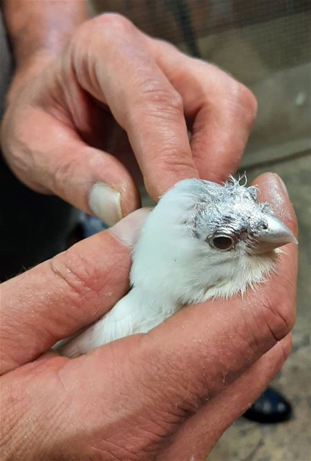 101 dieren in beslag genomen bij drugslab