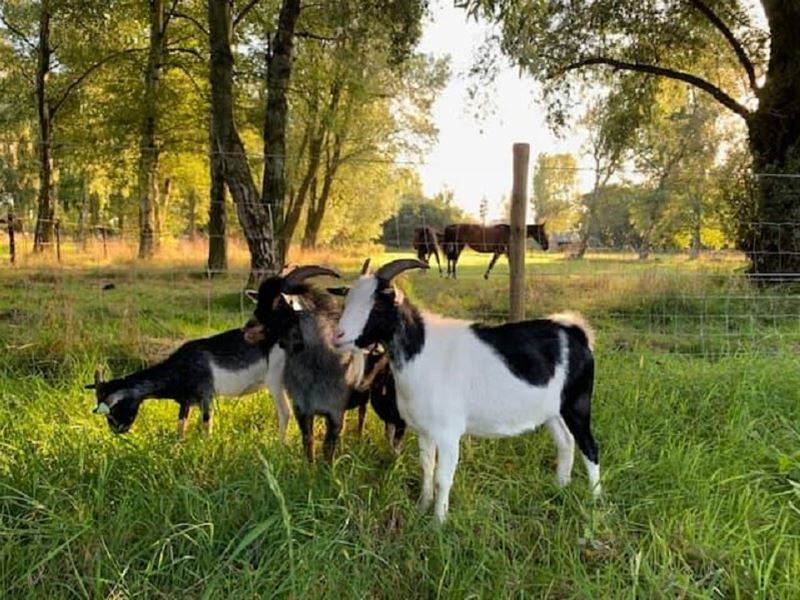 109 landbouwdieren kregen een nieuwe thuis