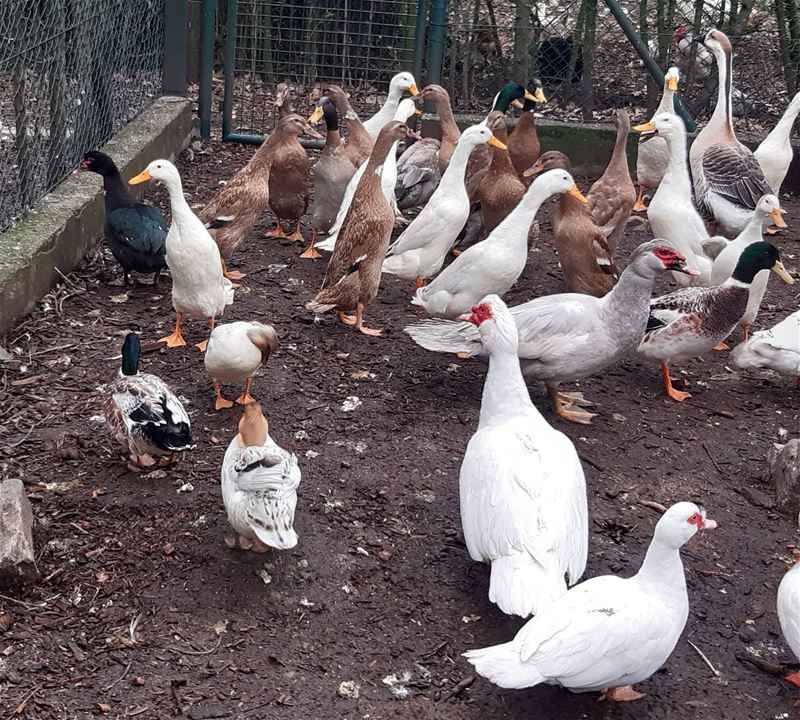 120 extra dieren in het opvangcentrum