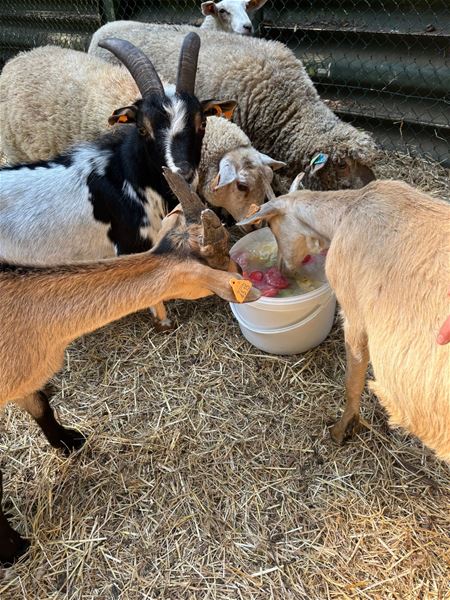 € 125.000 voor de Limburgse dierenasielen