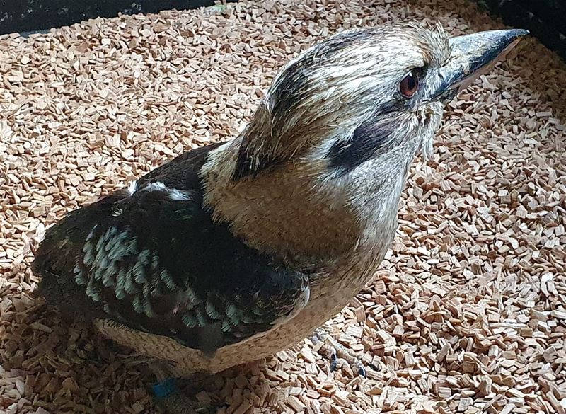 147 uitgehongerde vogels en dieren in VZOC