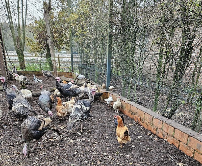 149 dieren uit Koersel opgevangen in VZOC