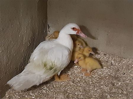 149 dieren zaten gisteren zonder drinkwater