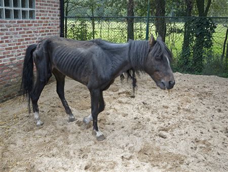 166 paarden opgevangen in VZOC