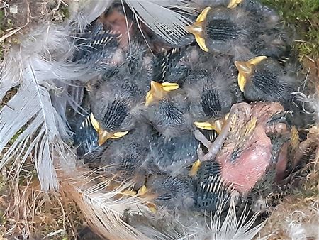 204 mezen geringd op Domein Bovy