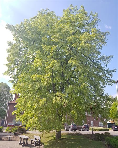 25 markante bomen in kaart gebracht