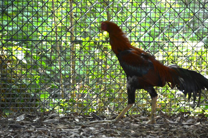 29 vechthanen in beslag genomen