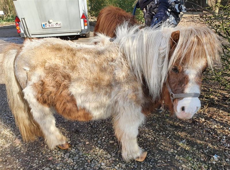 3 verwaarloosde pony's langs de Meylandtlaan