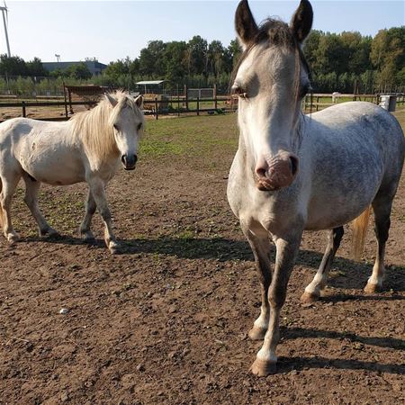 48 paarden verblijven in het opvangcentrum