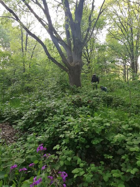 51 plantensoorten in bosje bij Zandloper