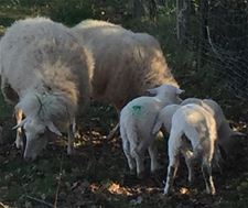 6 schapen dood, wellicht door een wolf