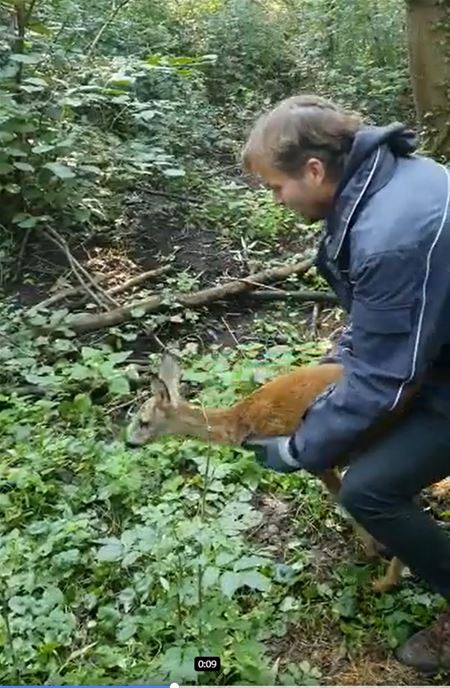 Aangereden reeën snel hersteld en weer vrij