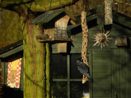 Aantal vogels in de tuin in dalende lijn