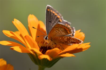 Afscheid van de zomermaanden