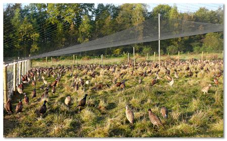 Al 1000 fazanten in beslag genomen