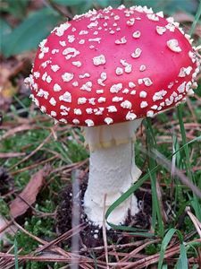 Al 60 voorinschrijvingen voor herfstwandeling