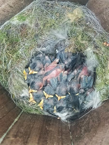 Al veel jonge vogels in de nestkasten van Bovy