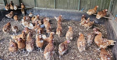 Alle kippen hebben al een nieuwe thuis