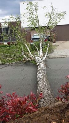 Alleen omgewaaide bomen door rukwinden