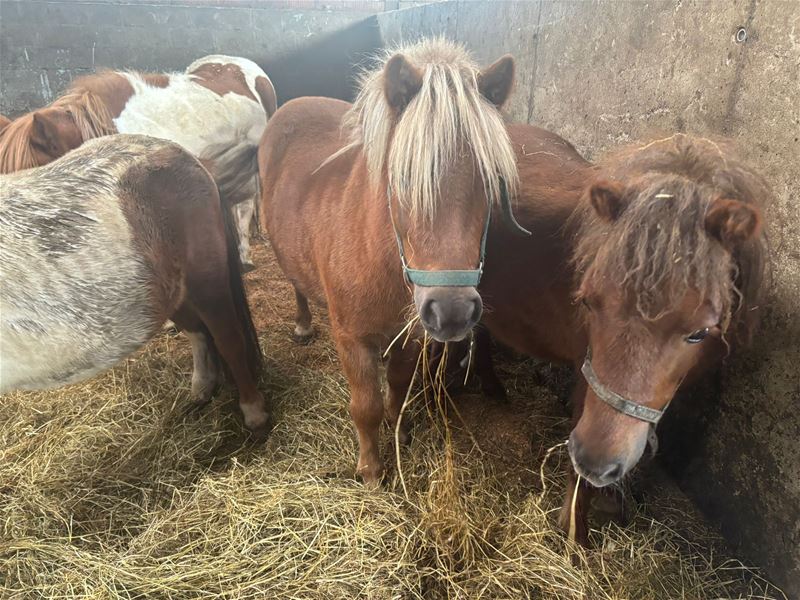 Alsmaar meer dieren vinden een adoptiegezin