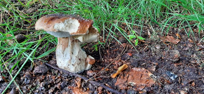 Alsmaar meer herfstgevoel