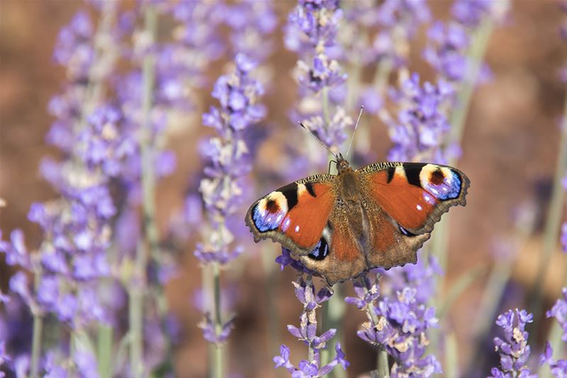 Alsmaar meer vlinders gespot