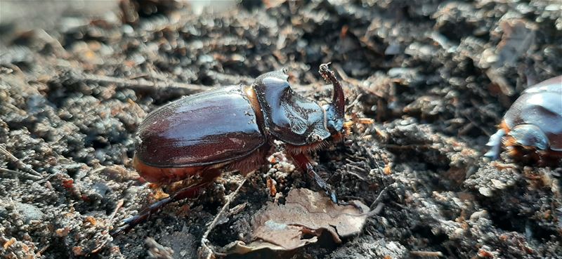 Alternatief afvalbeheer