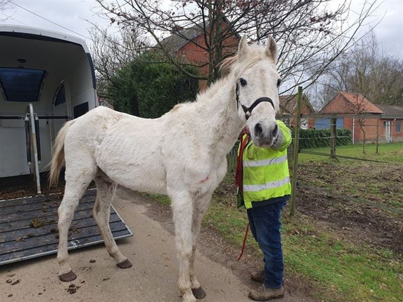 Alweer vier verwaarloosde paarden, nu in Balen