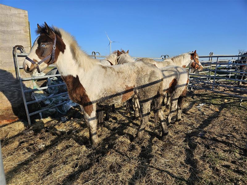 Alweer zes paarden opgenomen in het VZOC