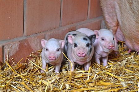 Babyboom bij de hangbuikzwijnen