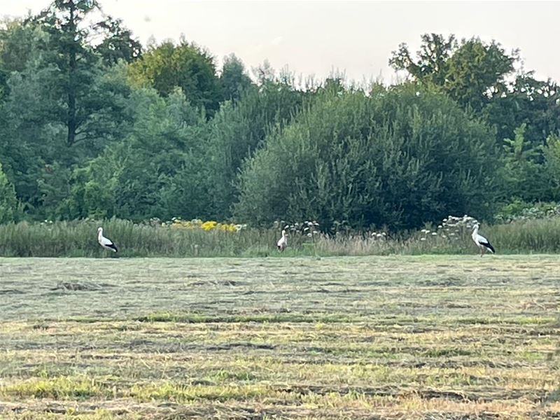 Babyboom op komst in Bolderberg?