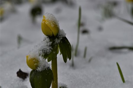 Bedekt met de eerste sneeuw