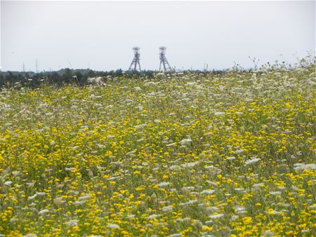 Beelden van de terril (4)