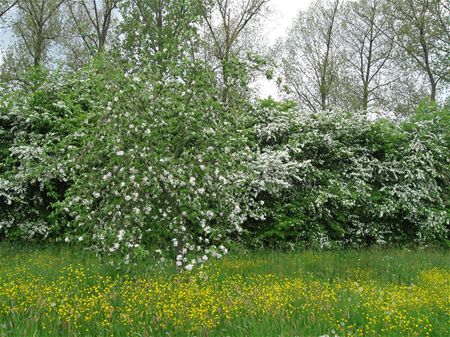 Bestel nu streekeigen planten