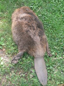 Bever doodgereden in Graaf de Theuxlaan