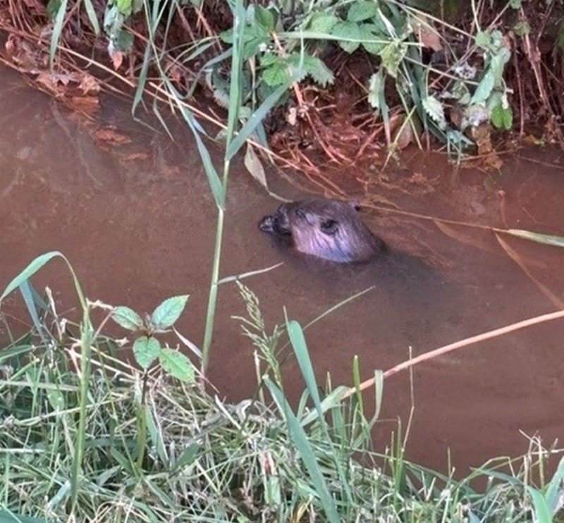 Bever gespot in de Mangelbeek