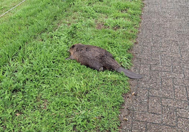 Bever verongelukt in de Stationsstraat
