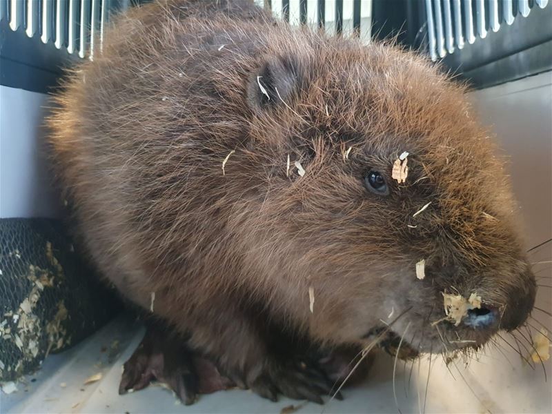 Bevers worden ook zelf gebeten