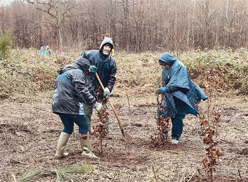 Beweging.net plant 600 bomen in Laambroeken