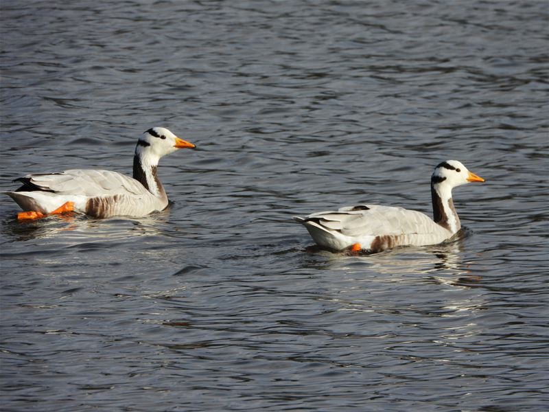 Bijzonder bezoek op Bovy