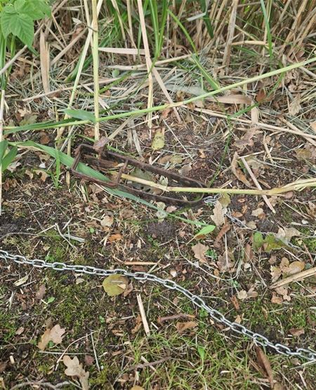Blauwe reiger zat vast in stropersklem