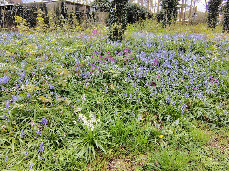 Bloemenpracht in het Weyerkespark