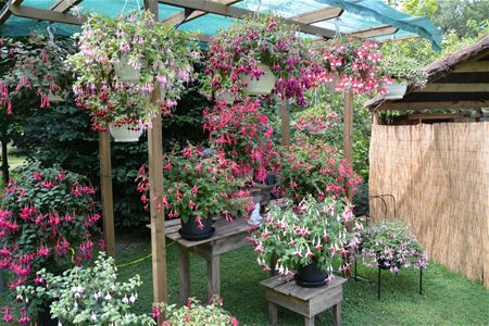 Bloemenpracht in kasteeltuin Terlaemen