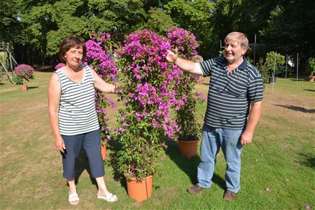 Bloemenpracht op Fuchsiaflora 2015