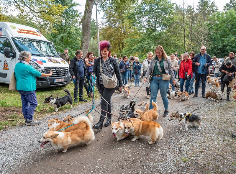 Bolderberg overrompeld door corgi's