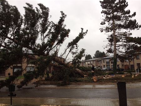 Bomen gekapt in perkje Oudstrijderslaan